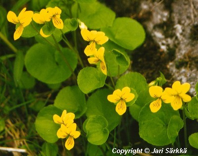  Viola biflora